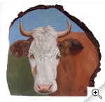 Portrait de vache sur "loupe" de sapin